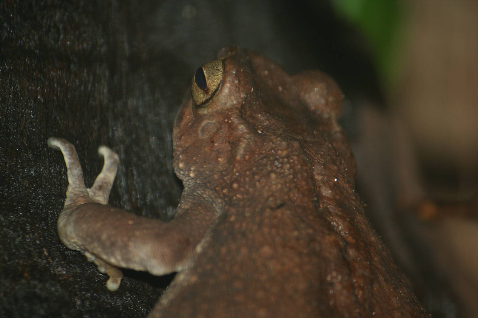 Asian tree toad