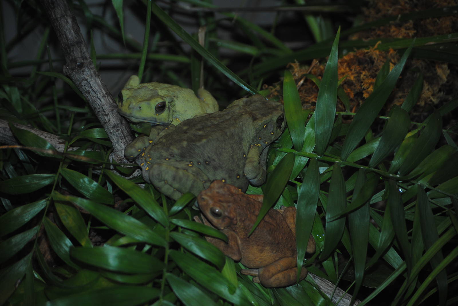 Asian Tree Toad