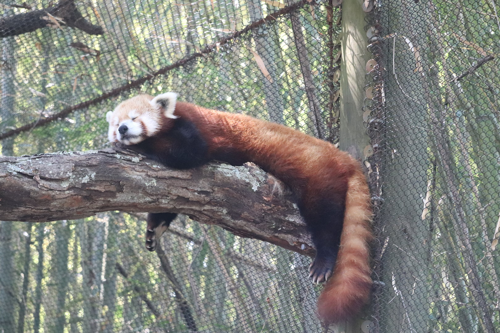 Asian Trek - Red Panda