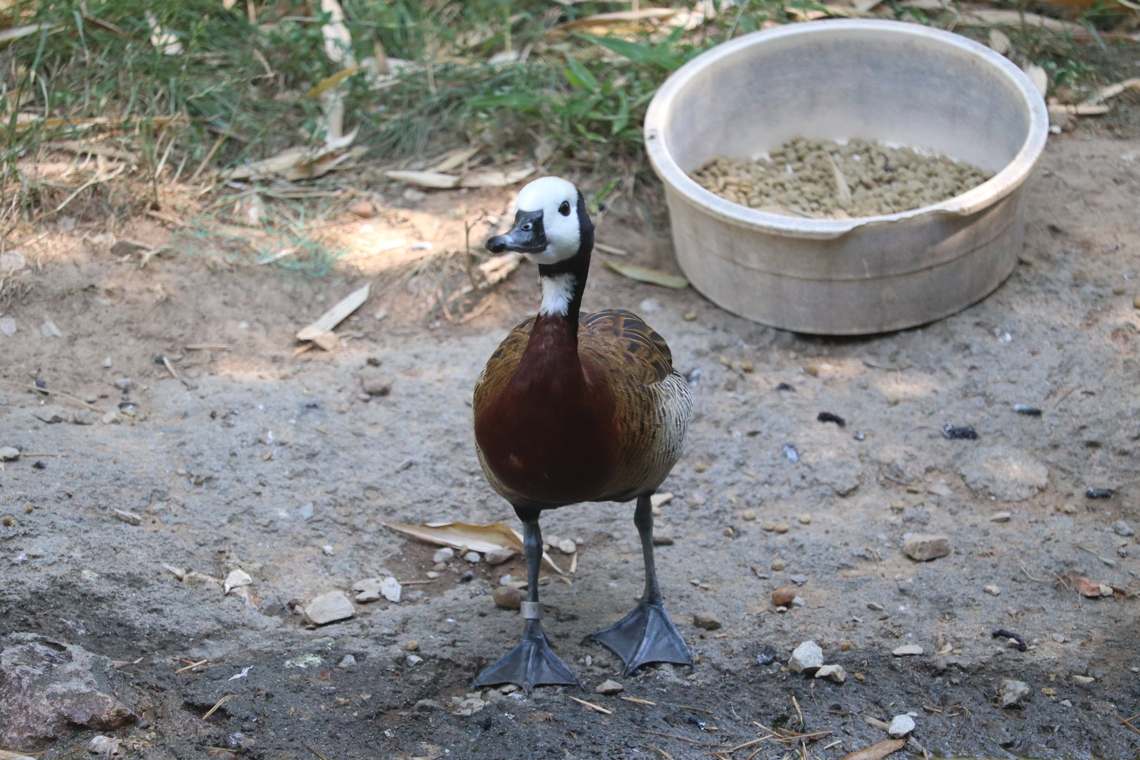 Asian Trek - White-Faced Whistling Duck