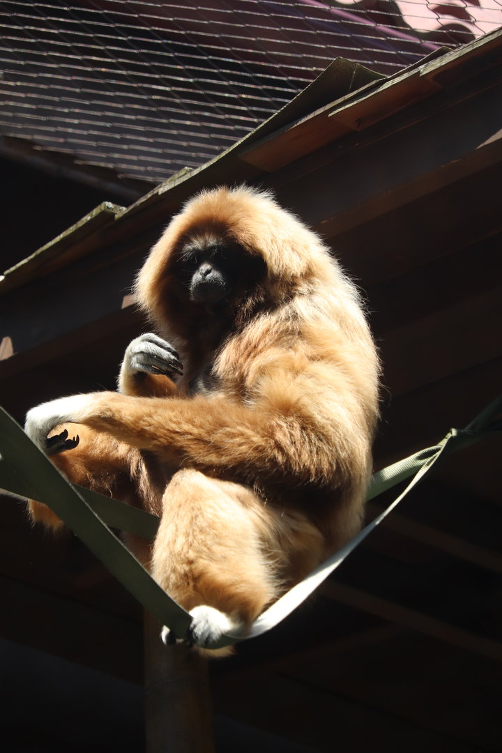 Asian Trek - White-Handed Gibbon