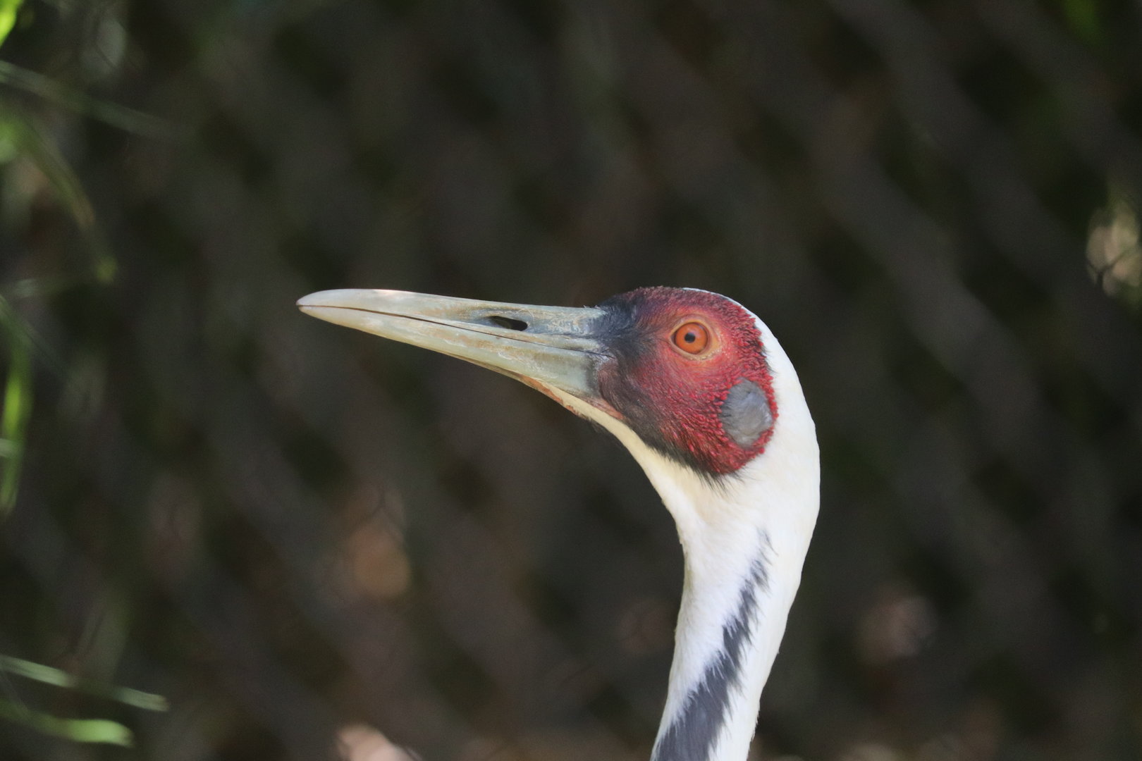 Asian Trek - White-Naped Crane