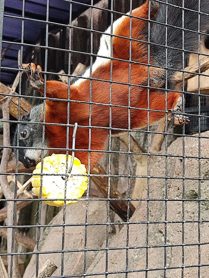 Asian Tri-colored Squirrel (Callosciurus prevostii)
