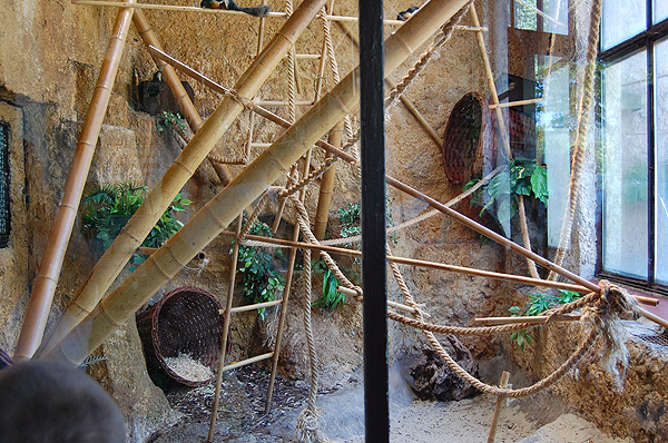 Asian Tri-colored Squirrel's exhibit