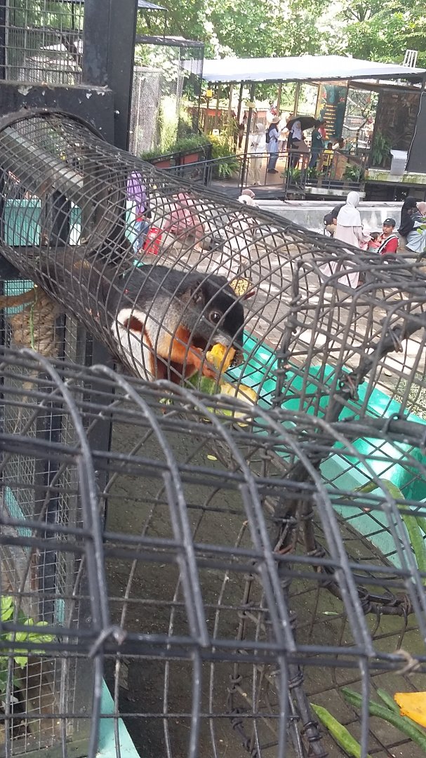 Asian tri-coloured squirrel (Callosciurus prevostii)