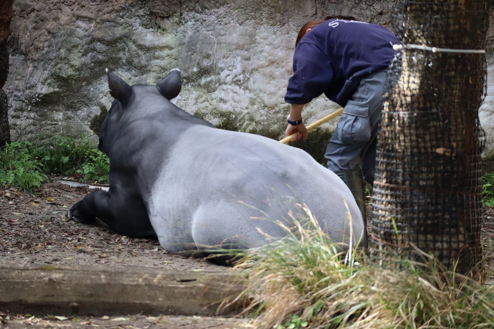 Asian Tropical Forest - Malayan Tapir