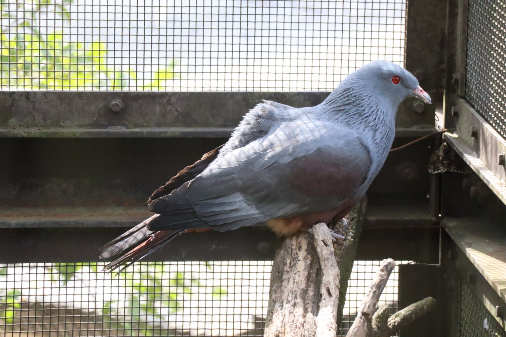 Asian Tropical Forest - New Caledonian Pigeon