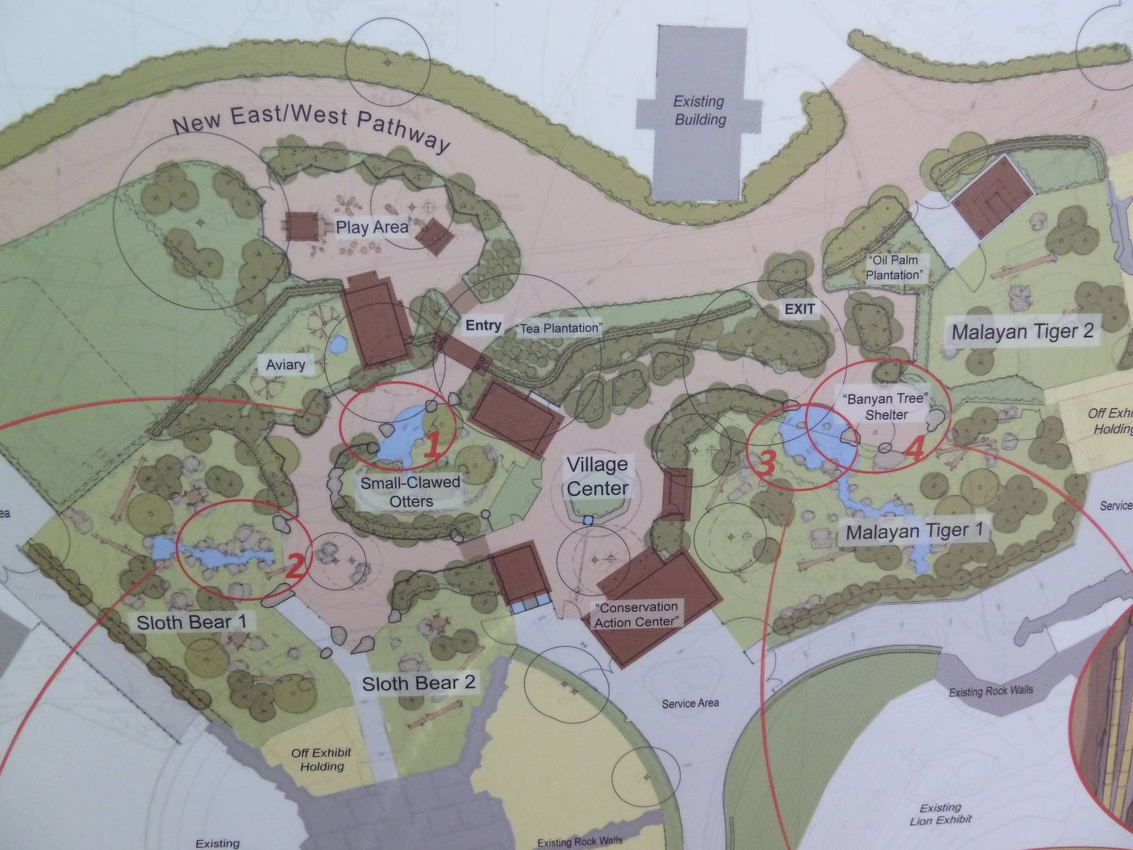 Asian Tropical Forest Plans (#4 Of 4 Photos)