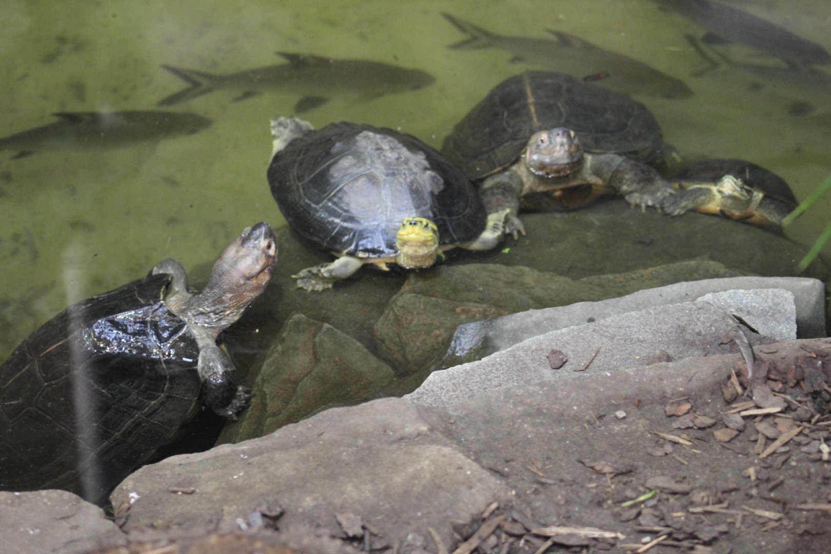 Asian Turtles