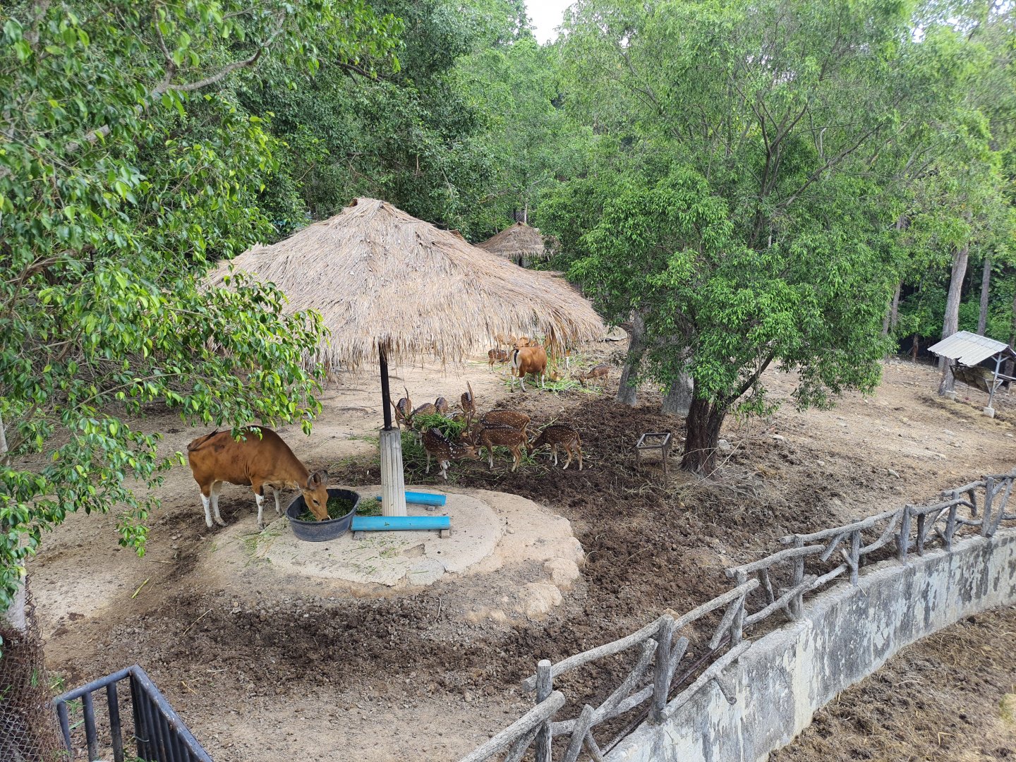 Asian Ungulate Paddock
