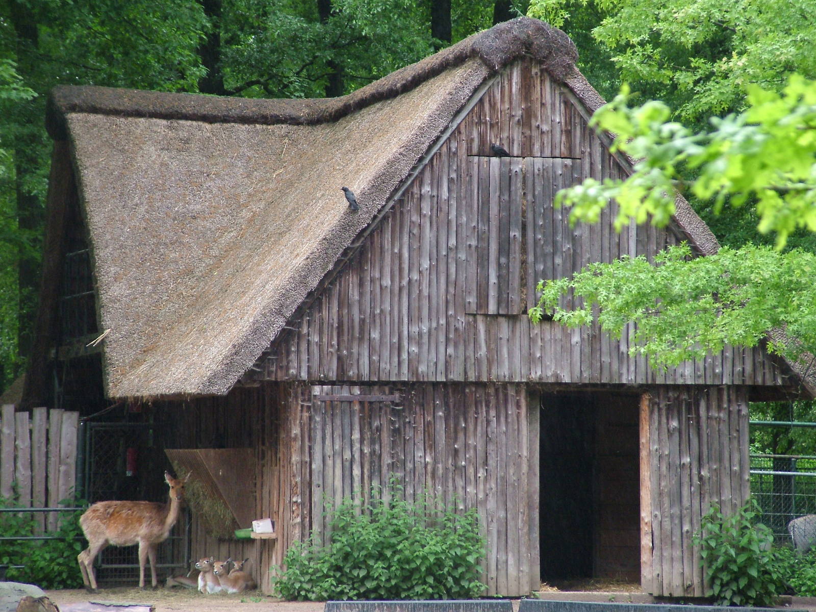 Asian ungulate stable at Krefeld 15/05/09