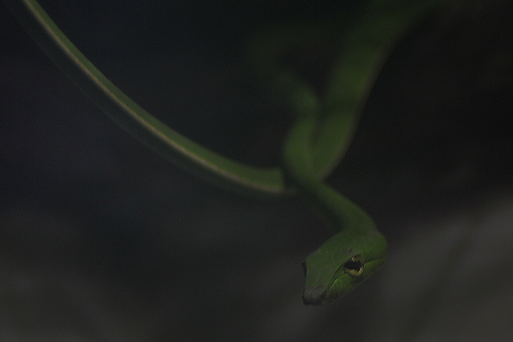 Asian vine snake (Ahaetulla prasina prasina)