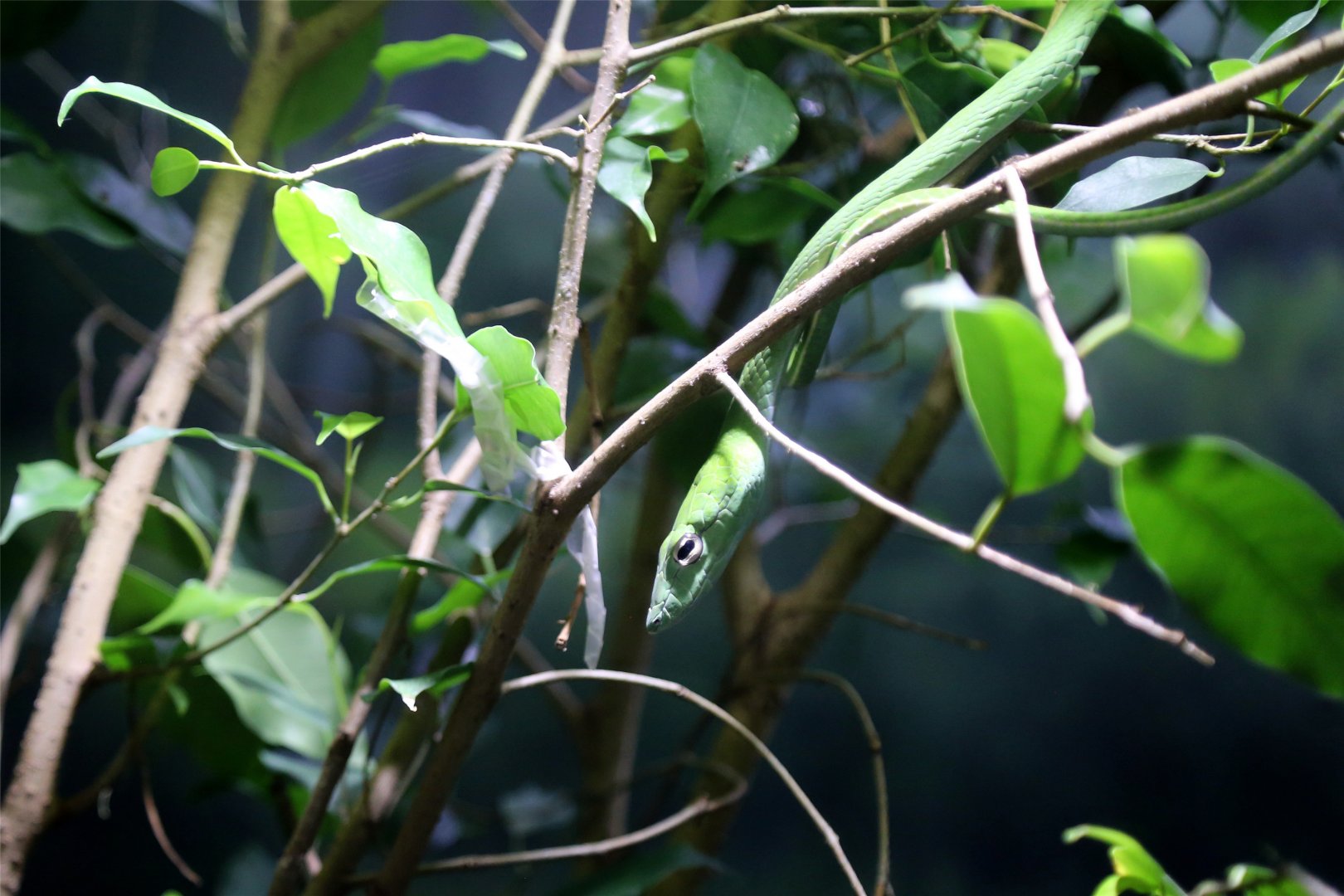 Asian vine snake (Ahaetulla prasina)