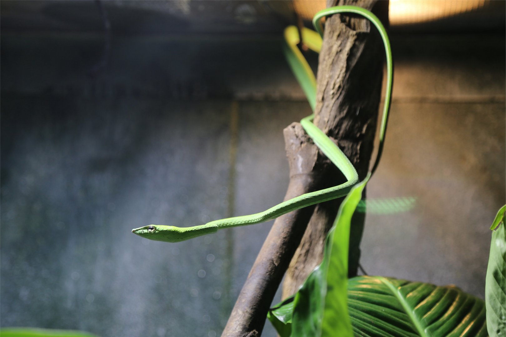 Asian Vine Snake (Ahaetulla prasina)