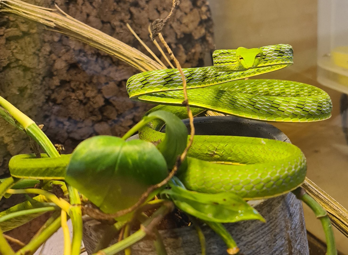 Asian Vine Snake (Ahaetulla prasina)