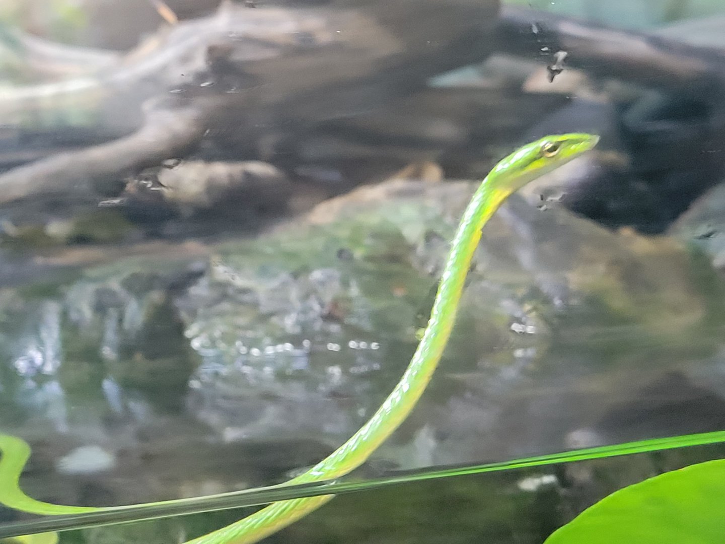 Asian Vine Snake(Ahaetulla prasina)