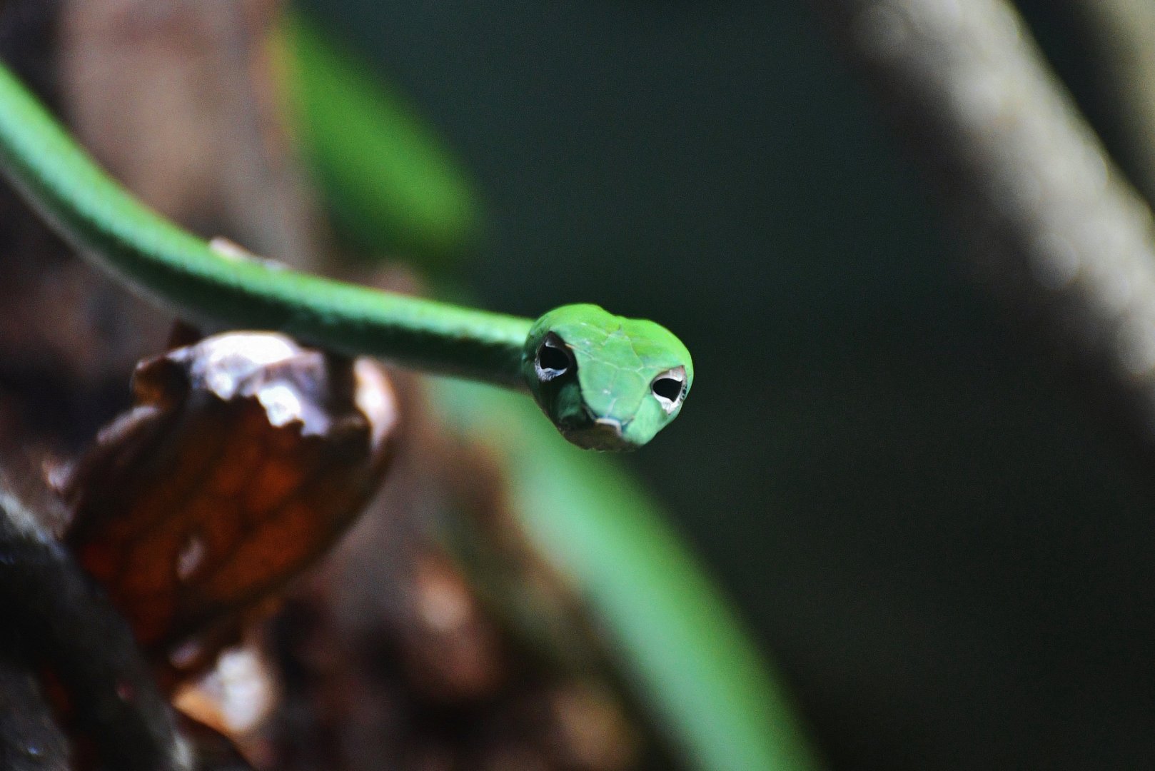Asian Vine Snake (Ahaetulla prasina)