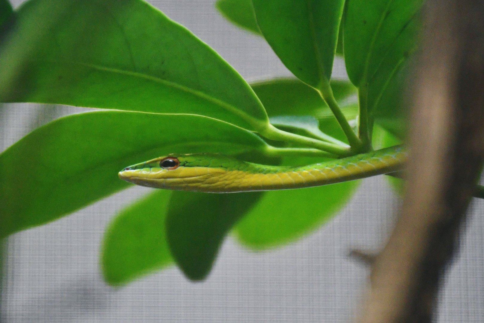 Asian Vine Snake (Ahaetulla sp)