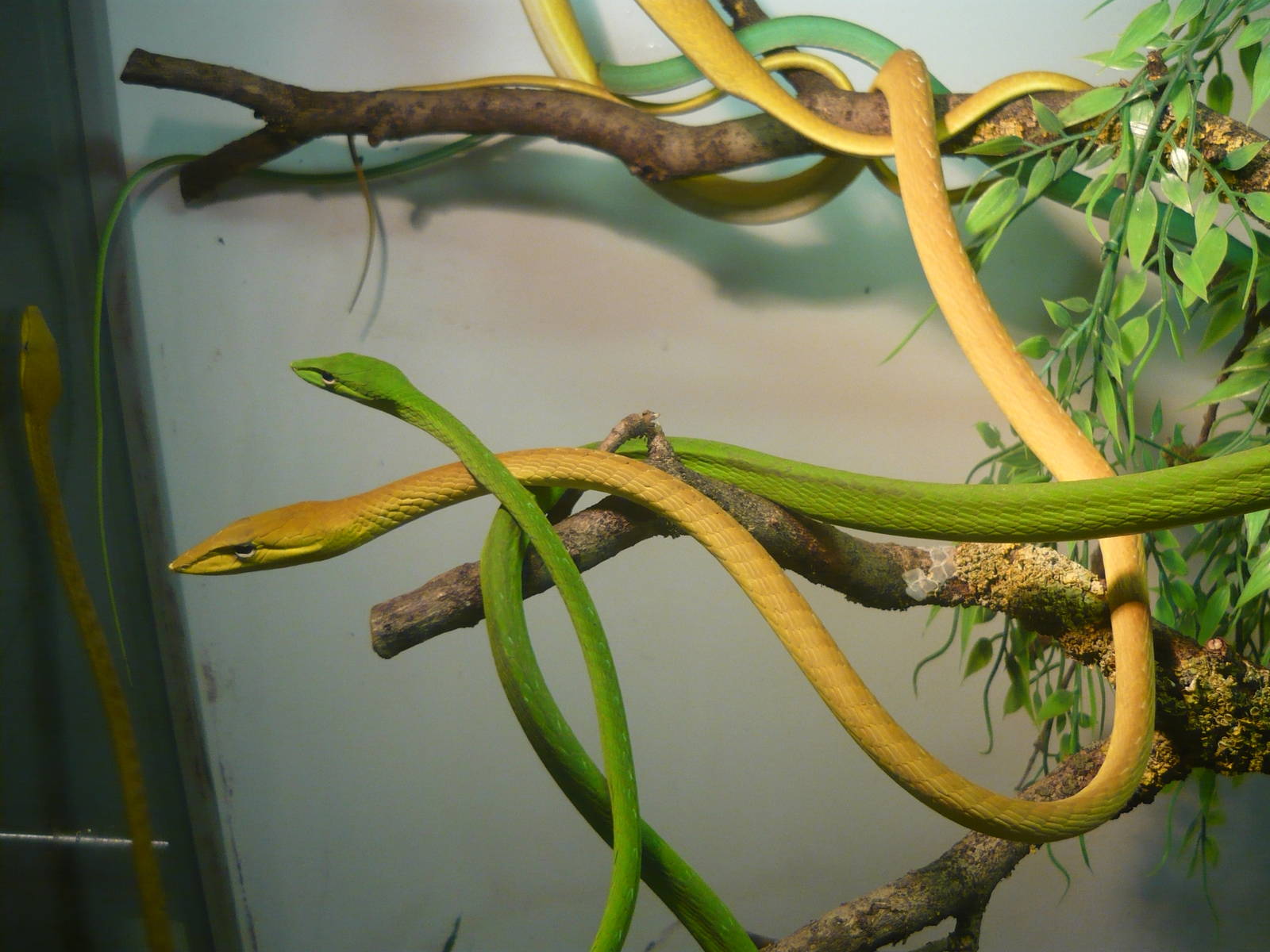 Asian vine snakes (Ahaetulla prasina)