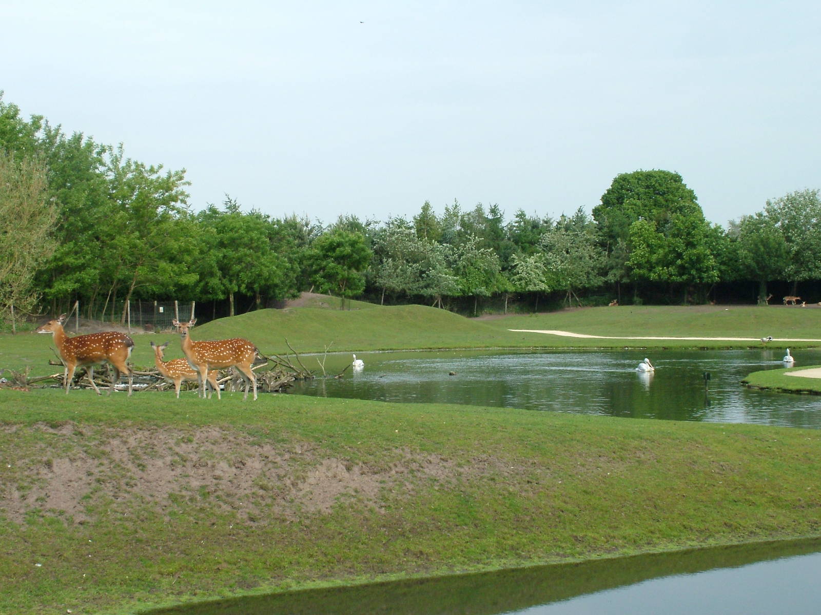 Asian Walk-through at Overloon 14/05/09