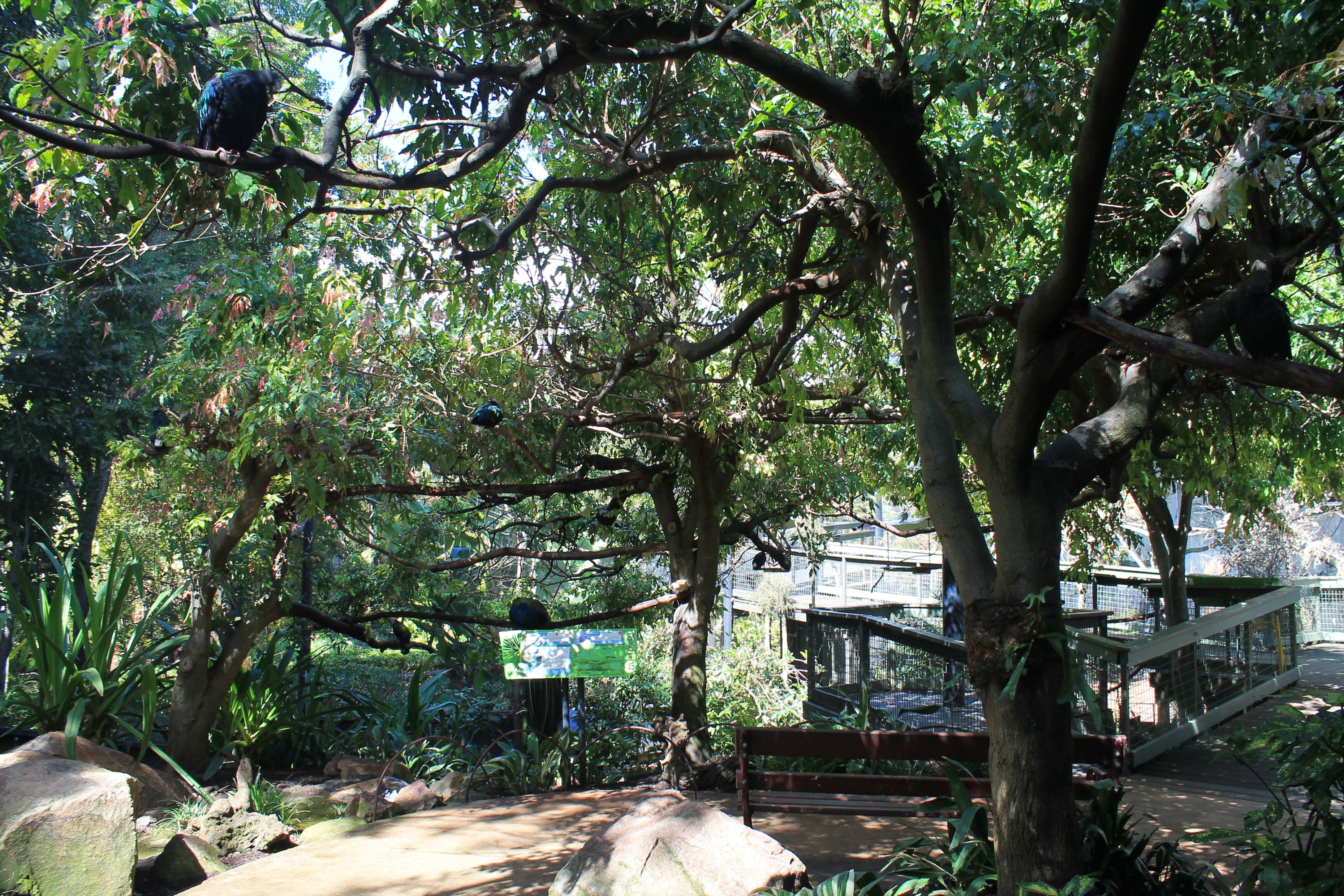 Asian walk-through aviary