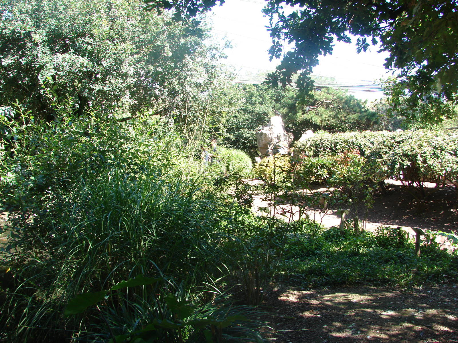 Asian walkthrough aviary