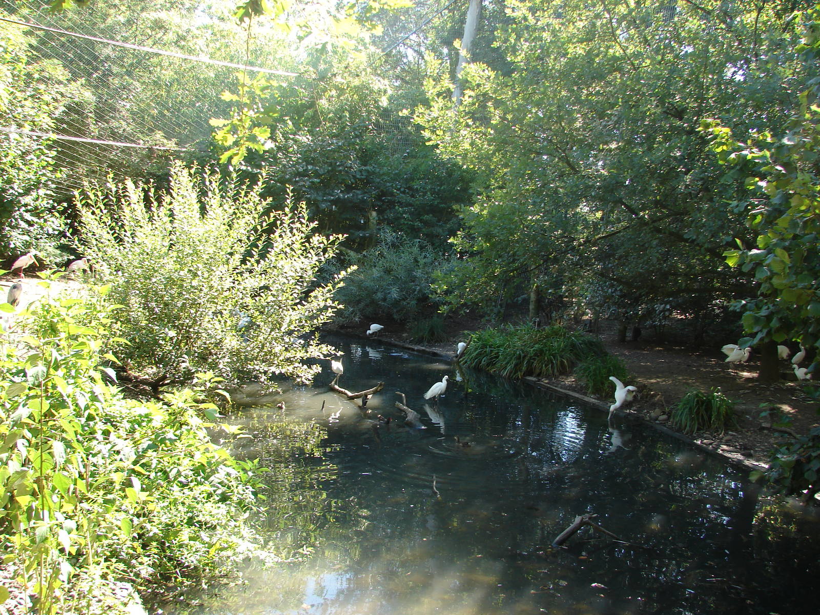 Asian walkthrough aviary