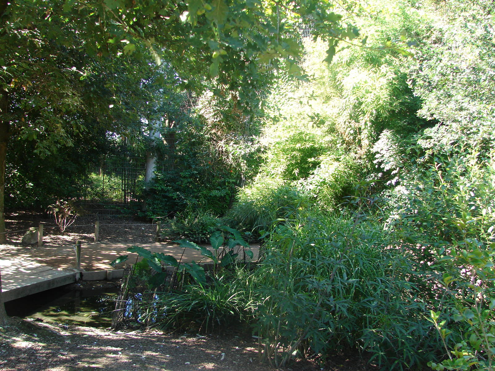 Asian walkthrough aviary