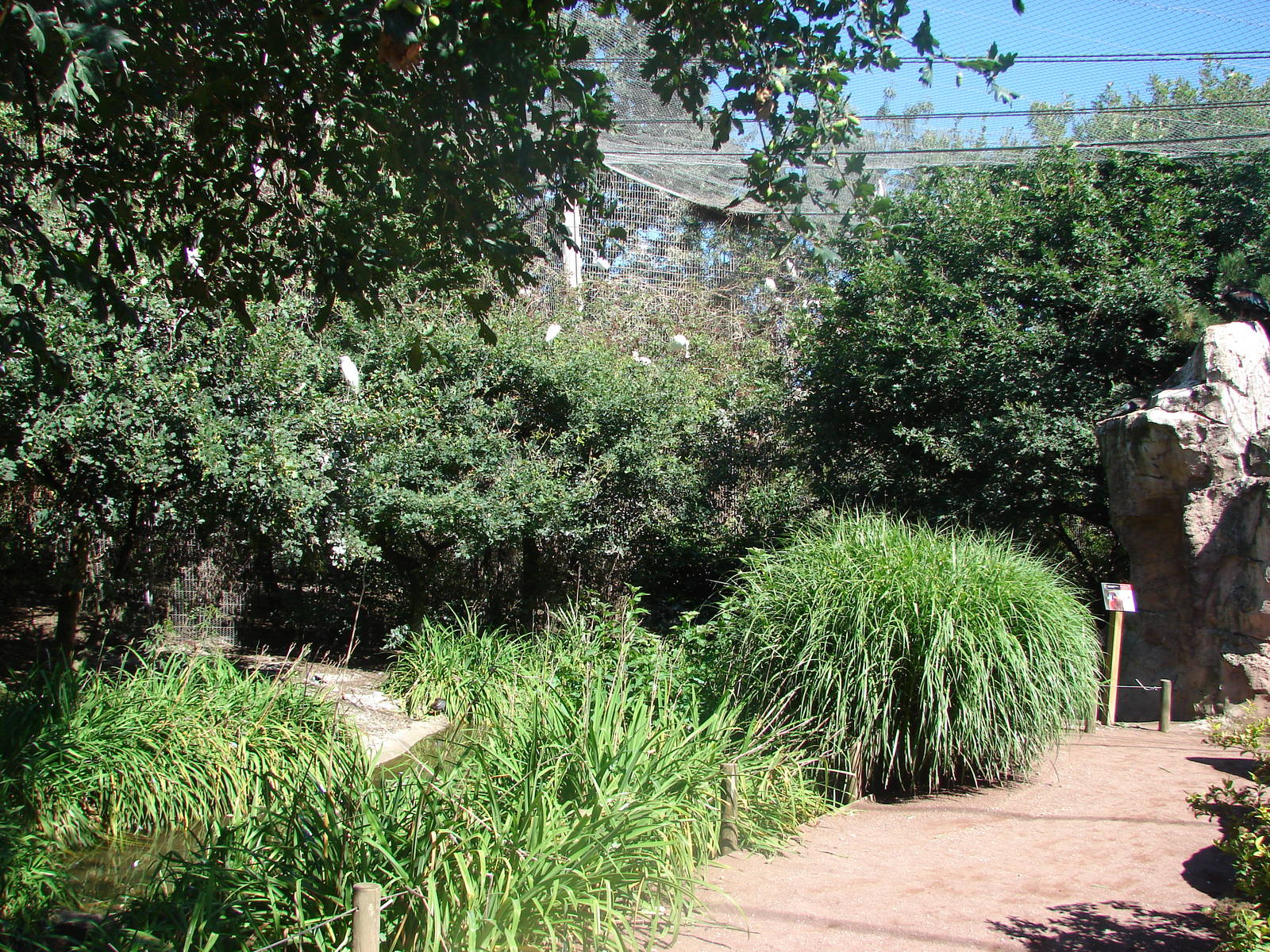 Asian walkthrough aviary