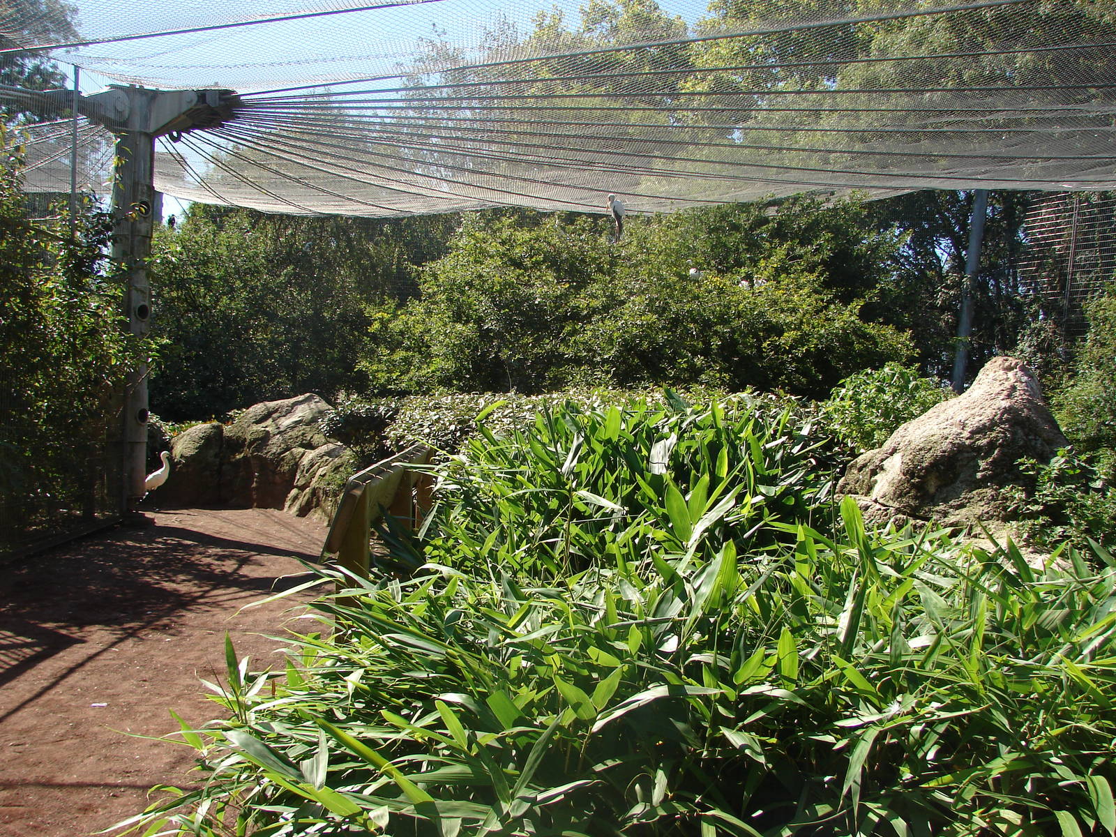 Asian walkthrough aviary