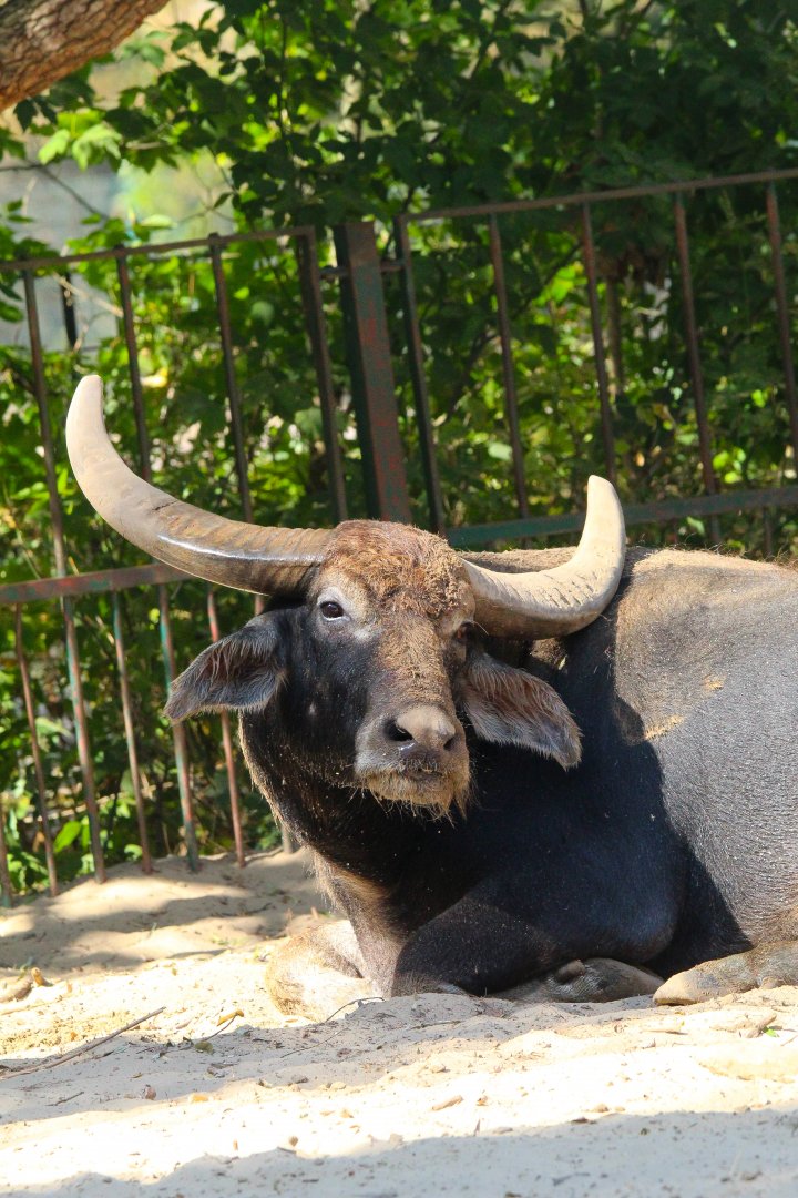 Asian Water Buffalo- 4th September 2024
