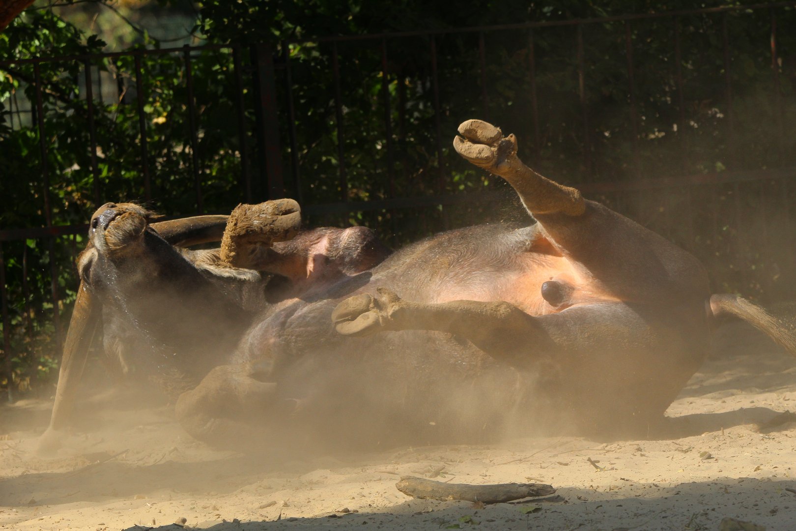 Asian Water Buffalo- 4th September 2024