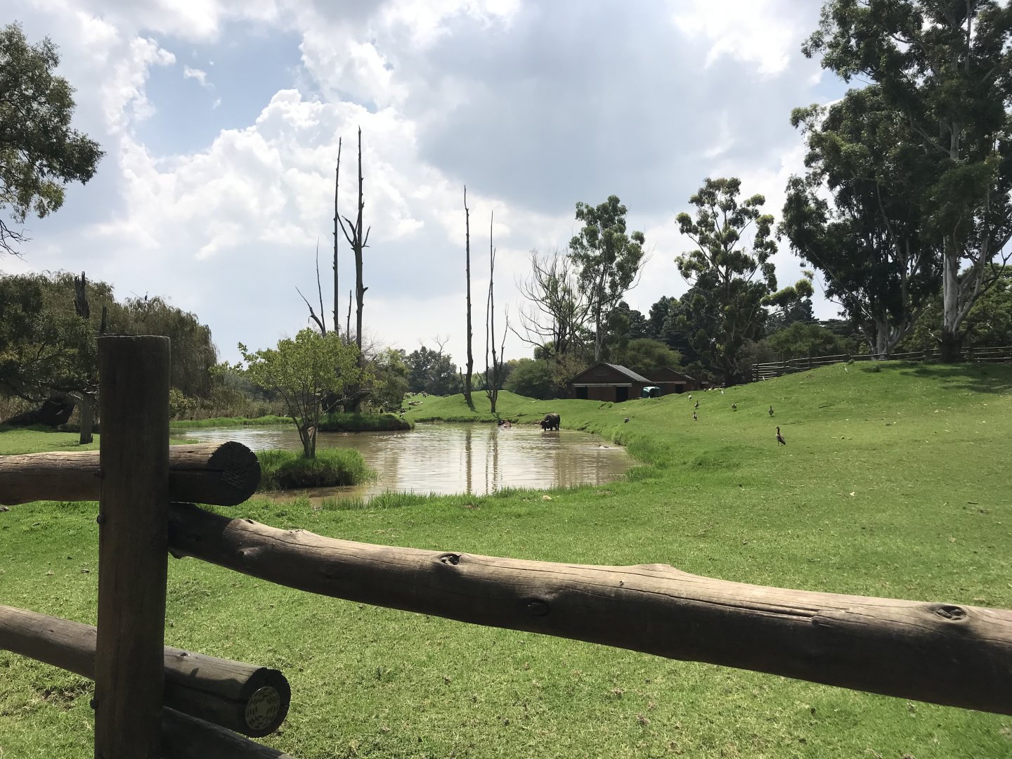 Asian Water Buffalo and Blackbuck Exhibit (Bufalus bufalis, Antilope cervicapra)