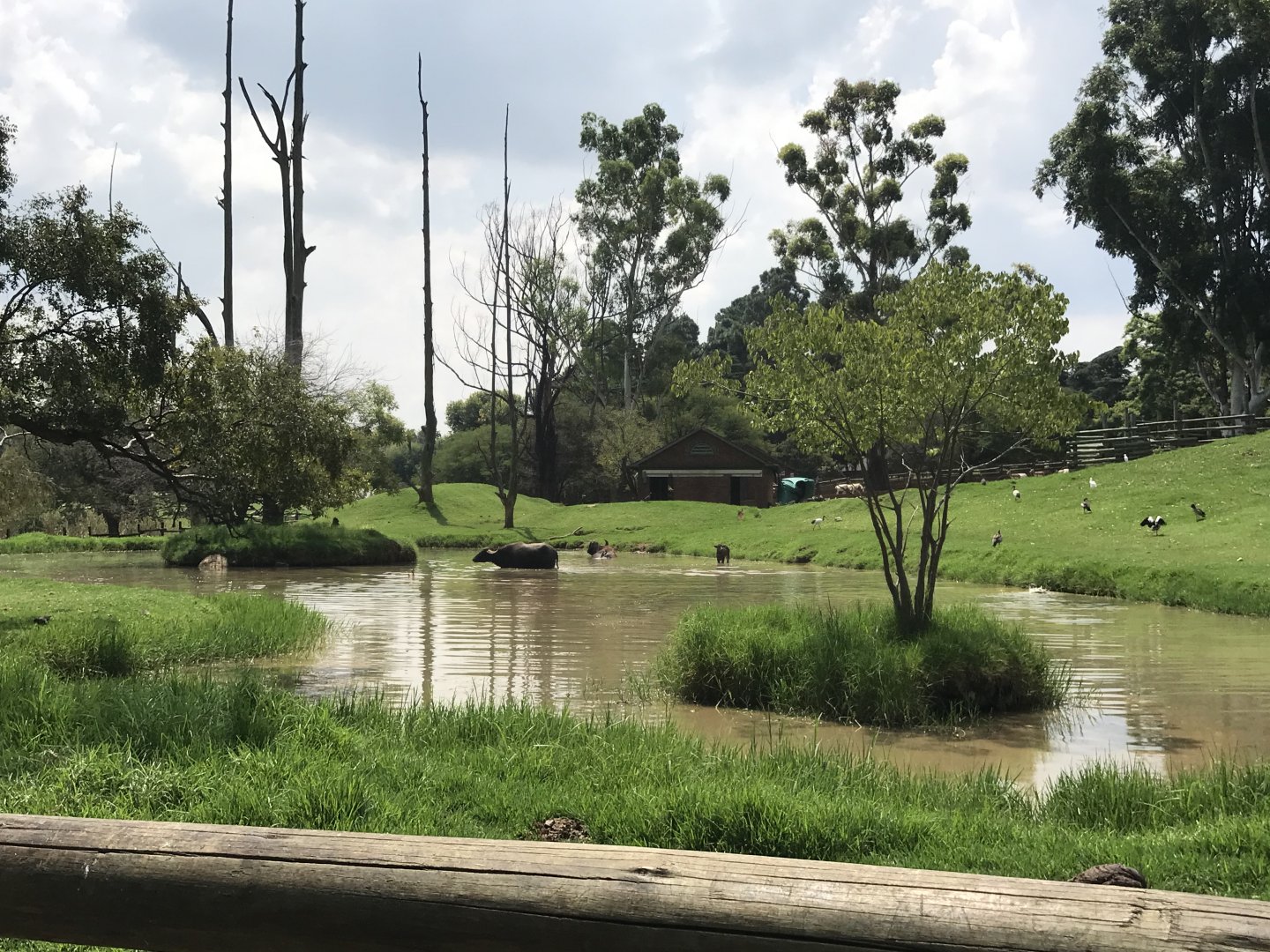 Asian Water Buffalo and Blackbuck Exhibit (Bufalus bufalis, Antilope cervicapra)