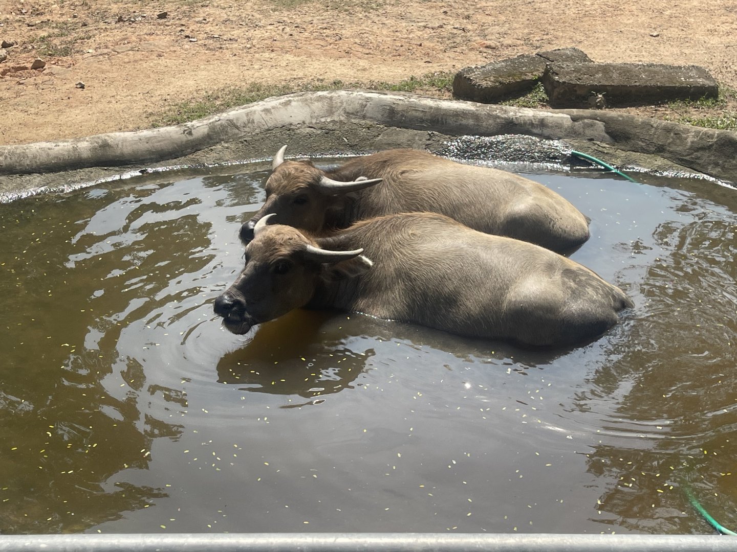 Asian Water Buffalo at Afamosa Safari Wonderland