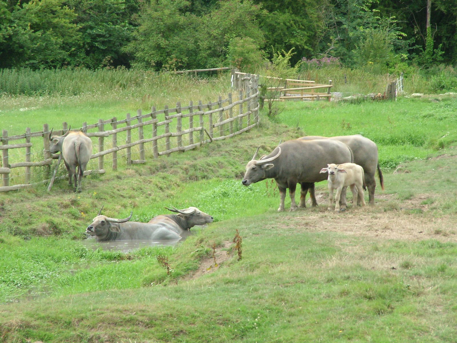 Asian Water Buffalo at Port Lympne, 01/08/10