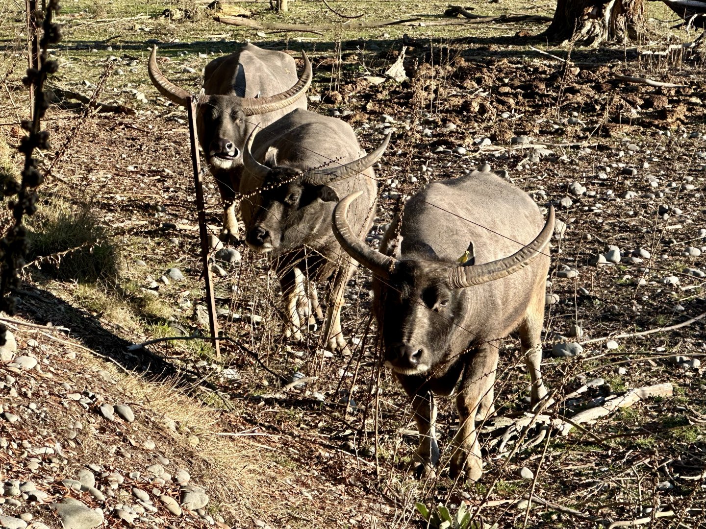 Asian water buffalo (Bubalus bubalis)