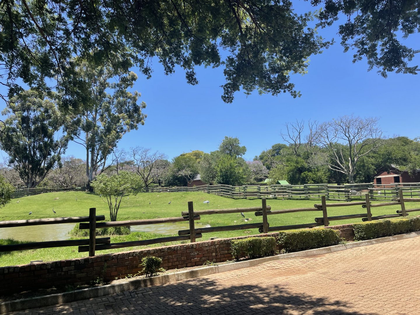 Asian Water Buffalo Exhibit (Bubalus bubalis)
