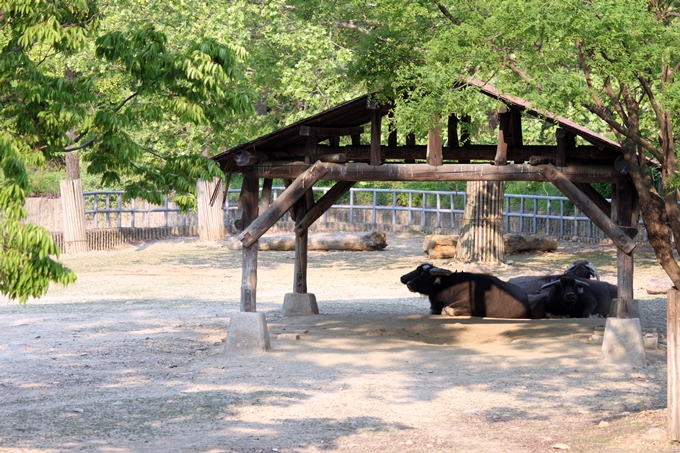 Asian water buffalo exhibit