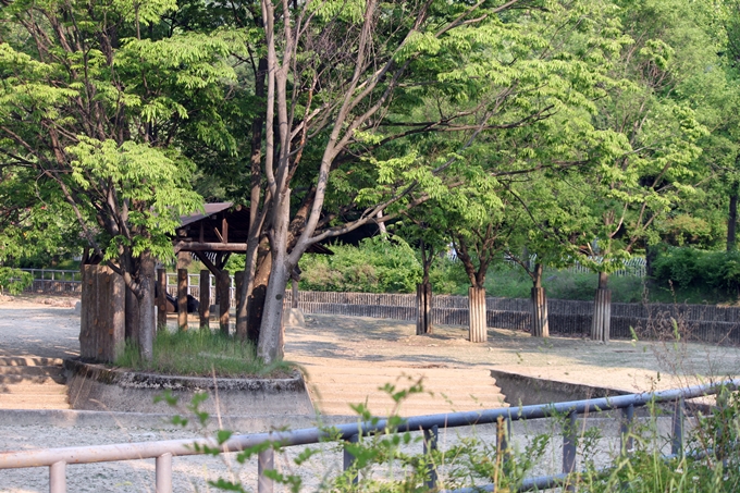 Asian water buffalo exhibit