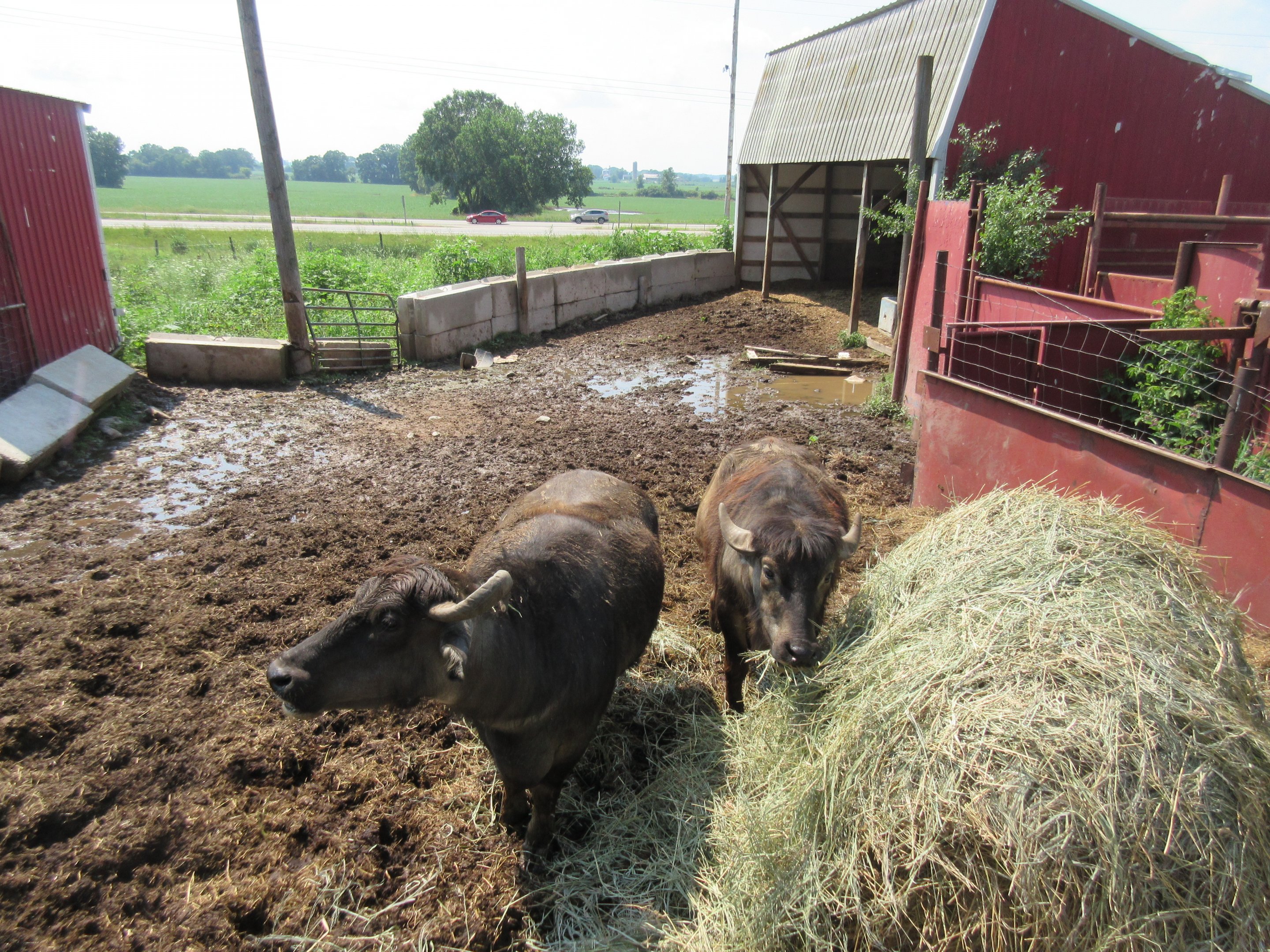 Asian Water Buffalo Exhibit