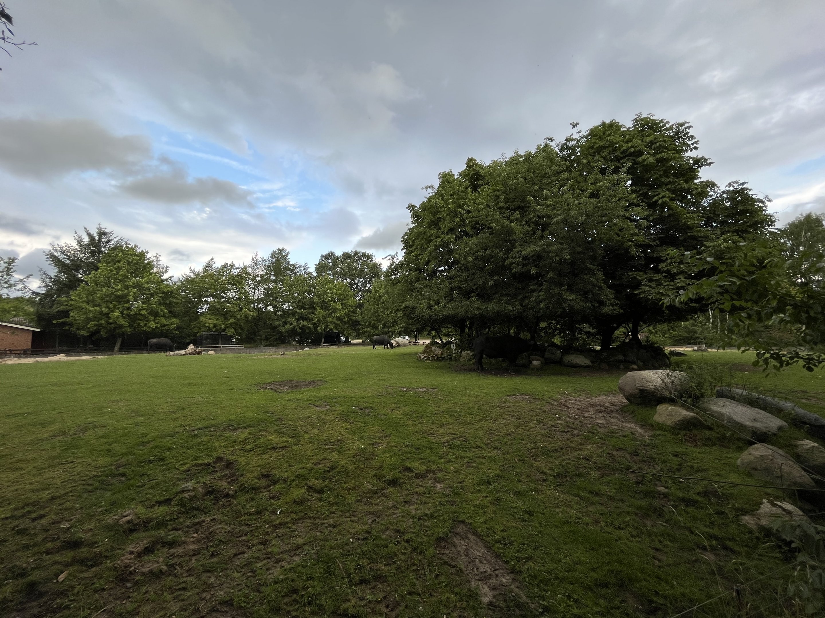 Asian Water Buffalo Exhibit