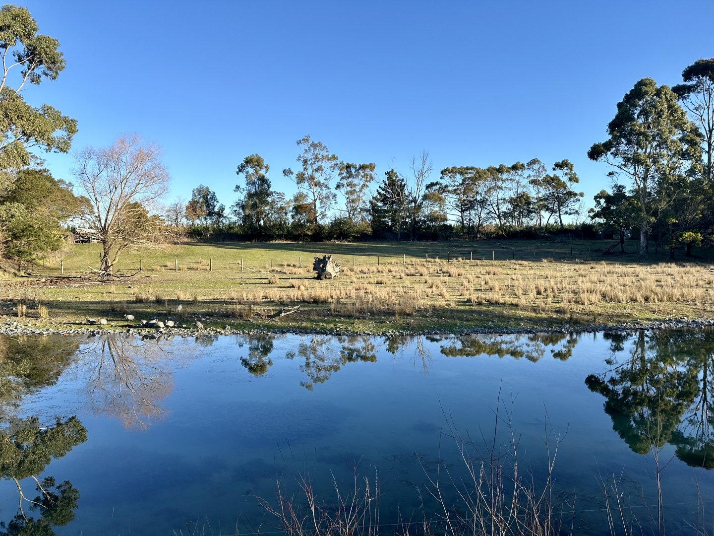 Asian Water Buffalo Exhibit