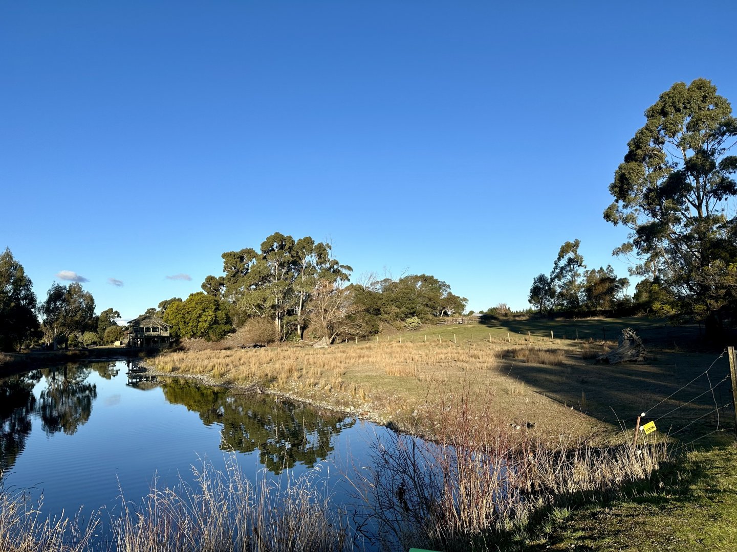 Asian Water Buffalo Exhibit