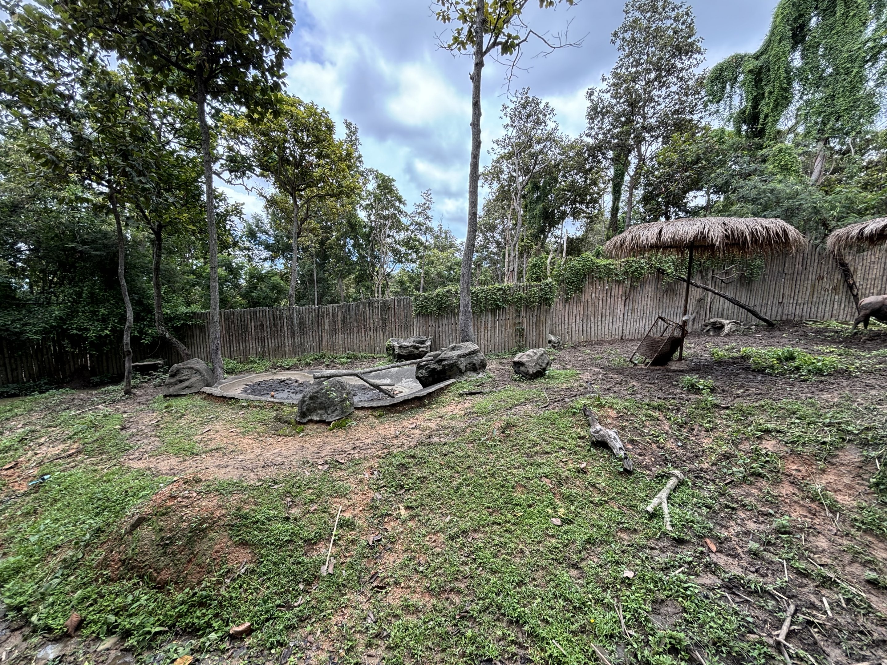 Asian Water Buffalo Exhibit