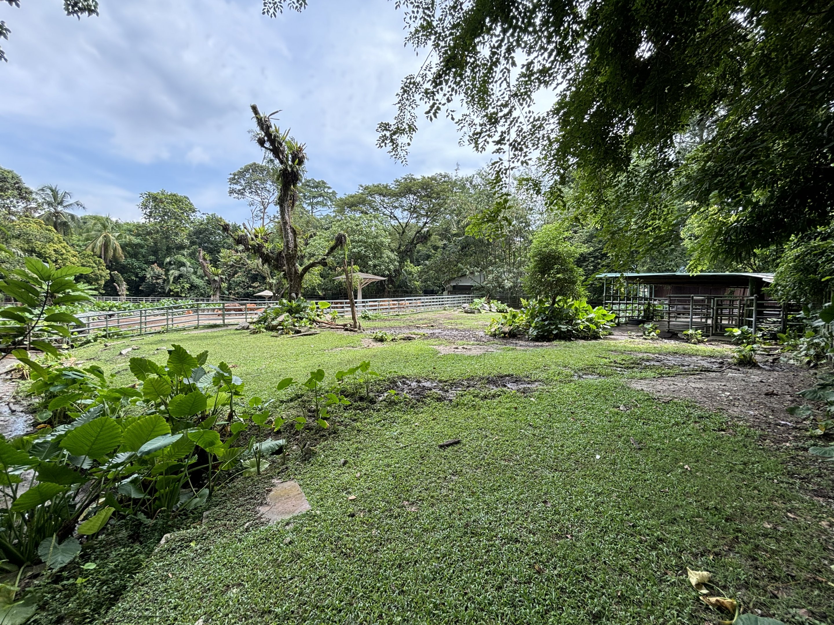 Asian Water Buffalo Exhibit