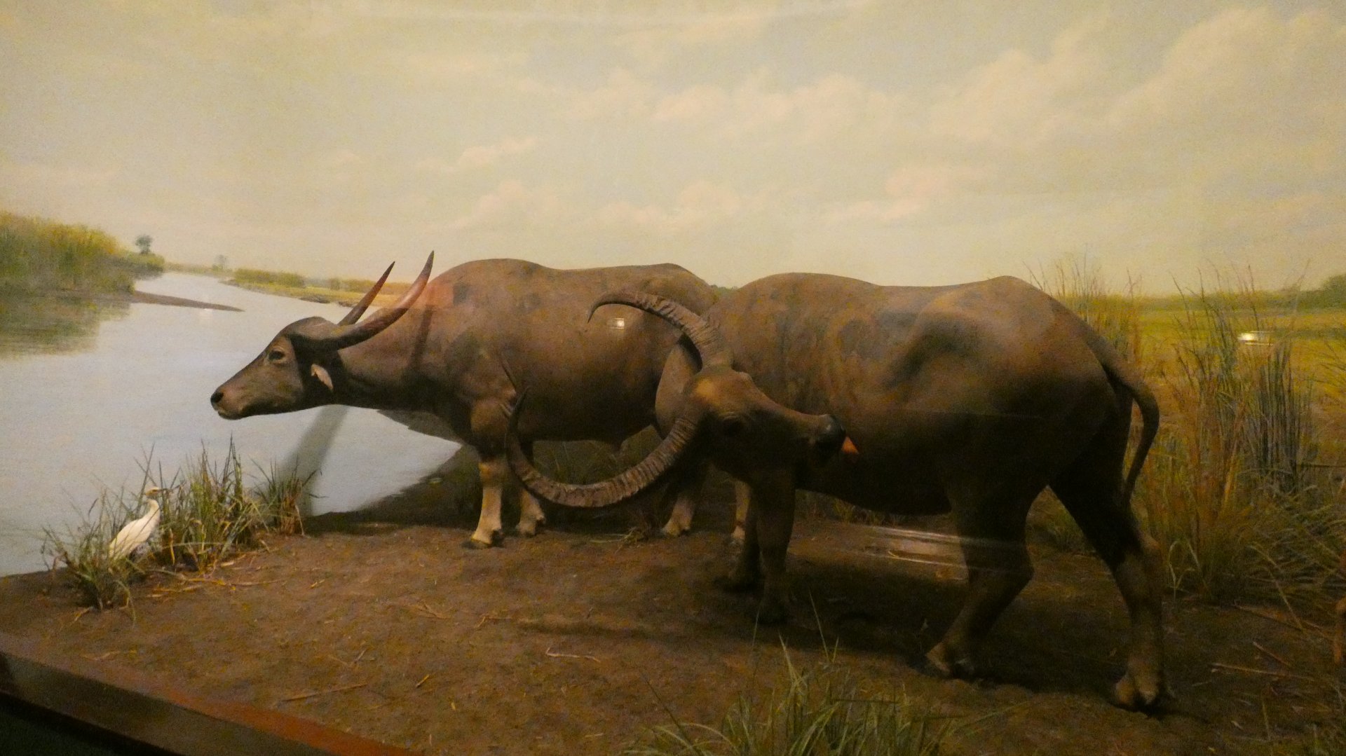 Asian Water Buffalo, Hall of Asian Mammals - Feb. 2022