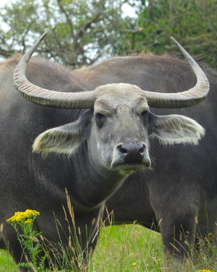 Asian Water Buffalo- July 2024