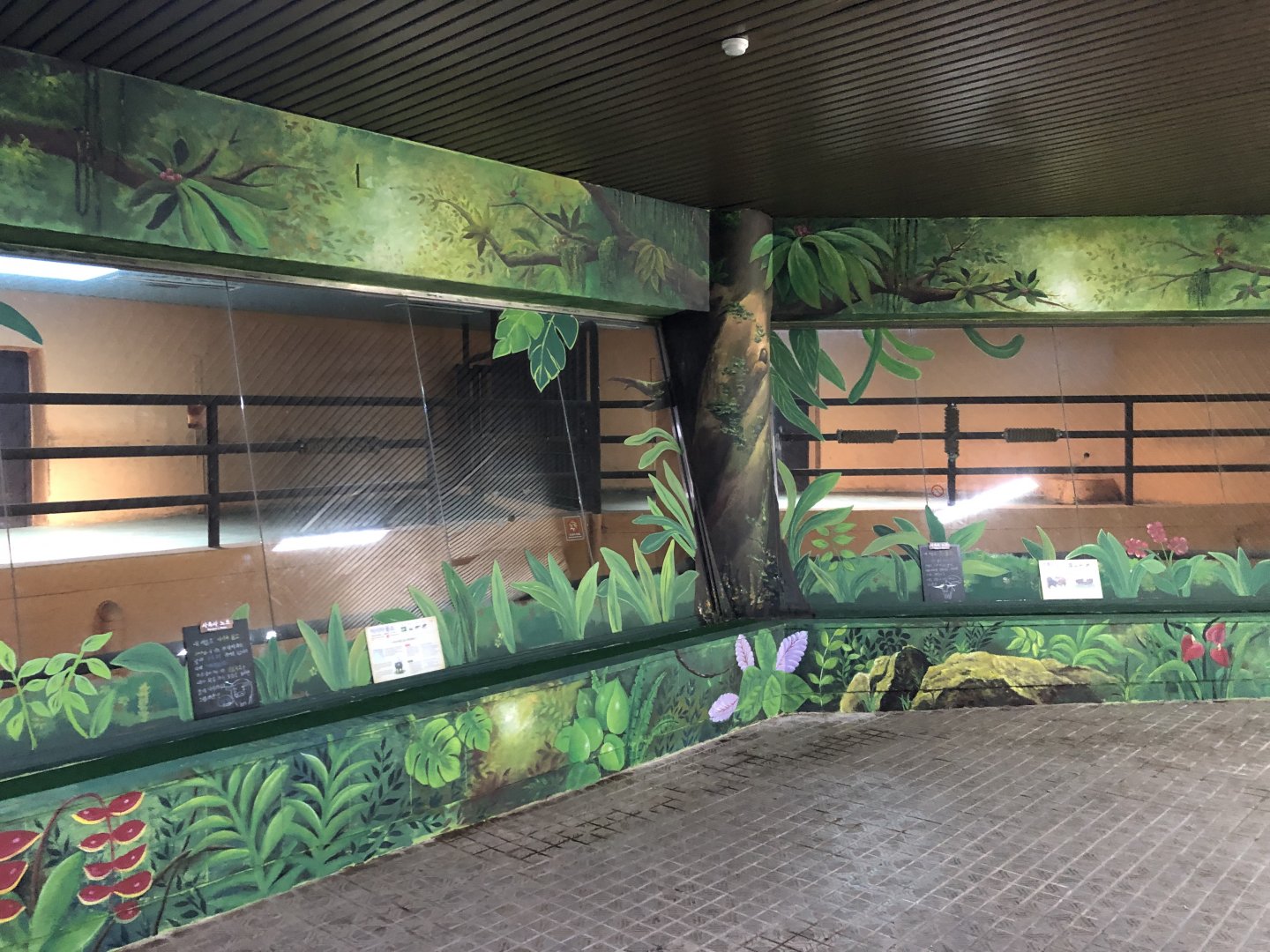 Asian Water Buffalo & Watusi Indoor Holding