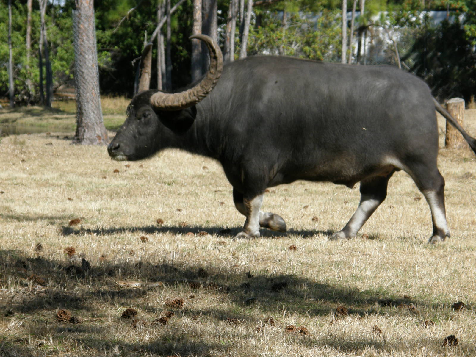 asian water buffalo